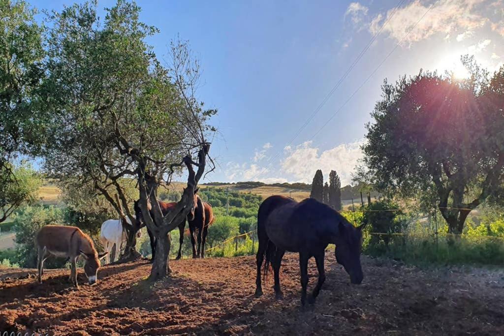 Appartamento Il Nido Volterra Exterior foto